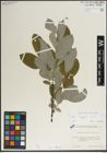 Foto von Salix laggeri Wimm.